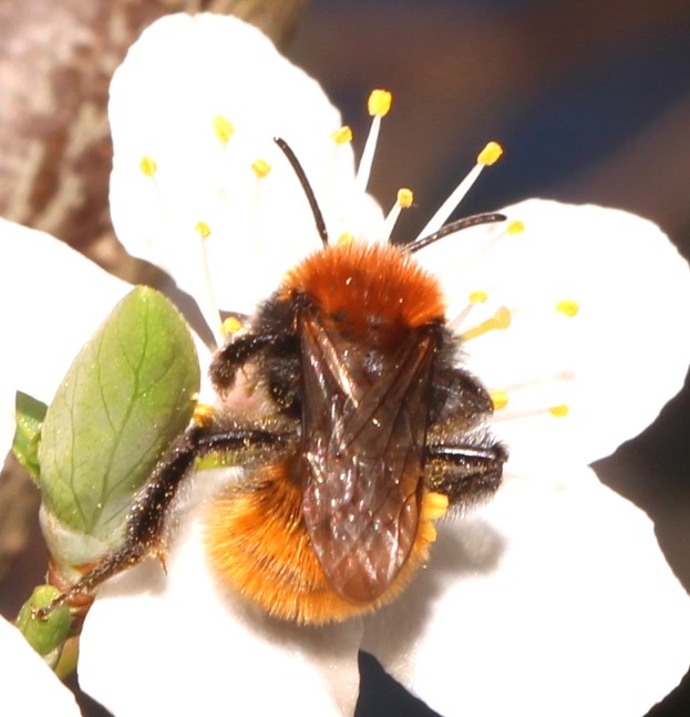 Weibchen von Andrena fulva an Kirschpflaume